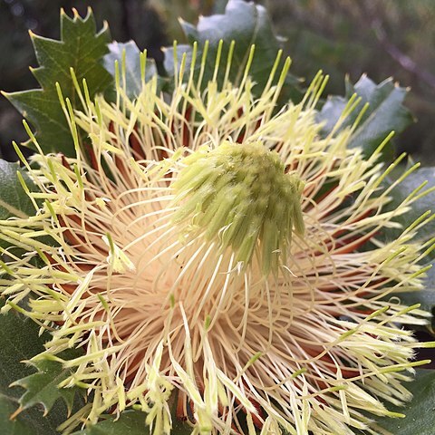 Banksia heliantha unspecified picture