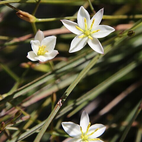 Thelionema umbellatum unspecified picture