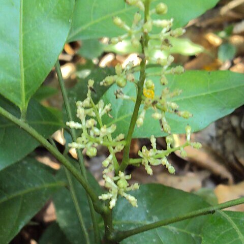 Clausena austroindica unspecified picture