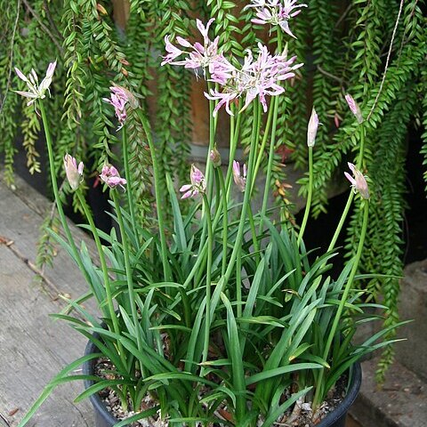 Nerine unspecified picture