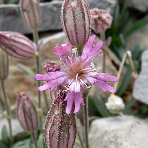 Silene petersonii unspecified picture