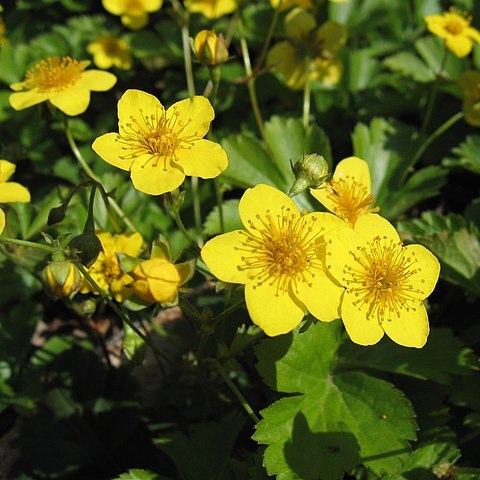 Waldsteinia ternata unspecified picture