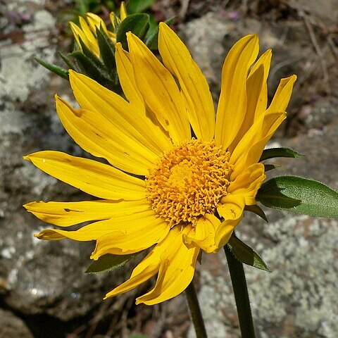 Helianthella unspecified picture