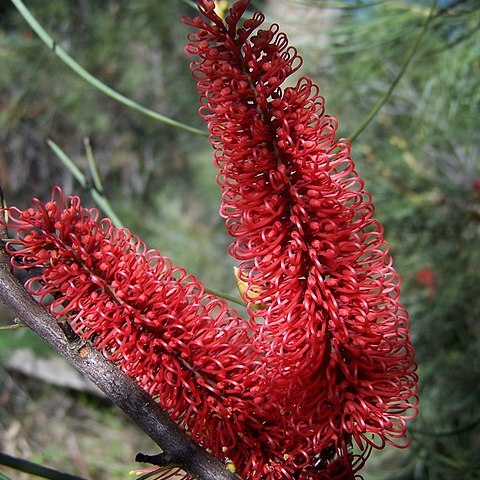 Hakea bucculenta unspecified picture