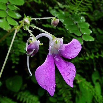 Impatiens acaulis unspecified picture