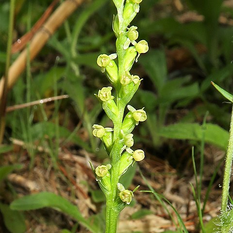 Platanthera chorisiana unspecified picture