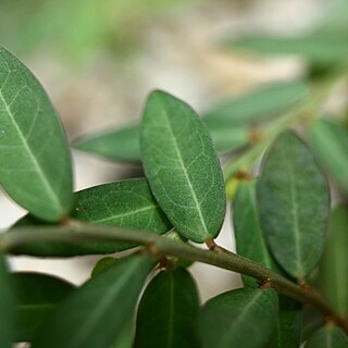 Phyllanthus ussuriensis unspecified picture