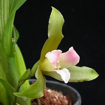 Lycaste schilleriana unspecified picture