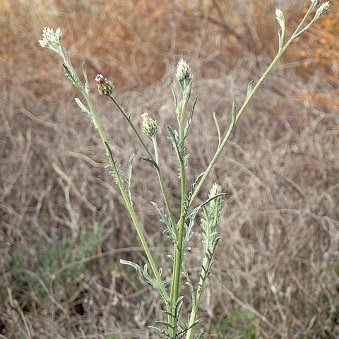 Volutaria canariensis unspecified picture