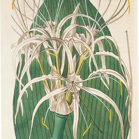 Hymenocallis ovata unspecified picture