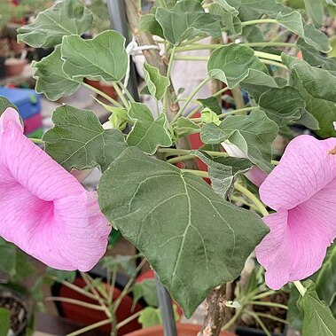 Uncarina abbreviata unspecified picture