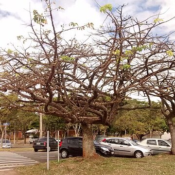 Ceiba erianthos unspecified picture