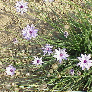 Catananche unspecified picture