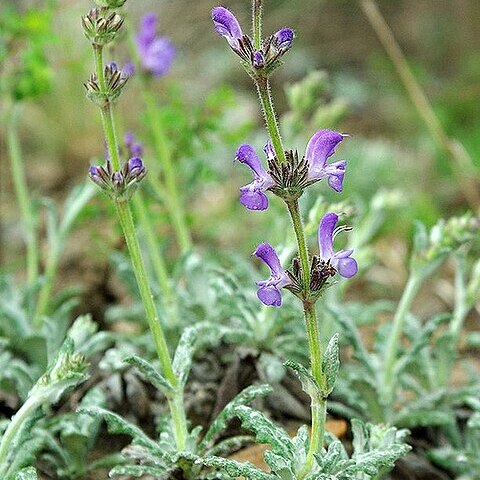 Salvia canescens unspecified picture