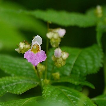 Impatiens leggei unspecified picture