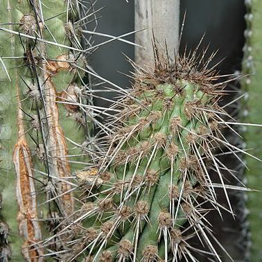 Eulychnia castanea unspecified picture