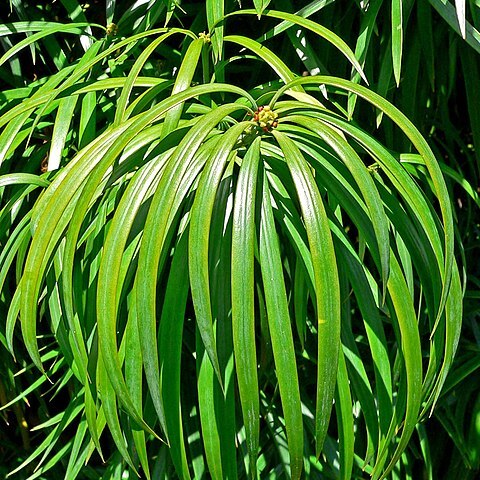 Podocarpus henkelii unspecified picture