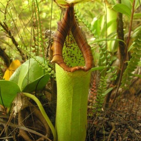 Nepenthes truncata unspecified picture