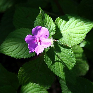 Impatiens sylvicola unspecified picture