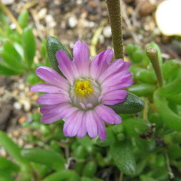 Lampranthus tenuifolius unspecified picture