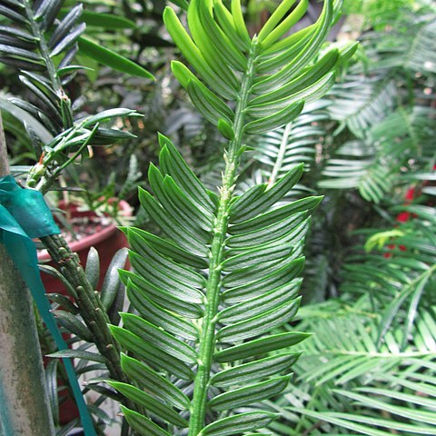 Amentotaxus argotaenia unspecified picture