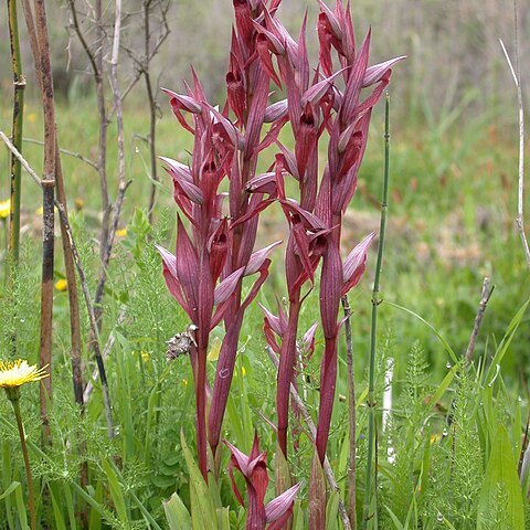 Serapias orientalis subsp. levantina unspecified picture