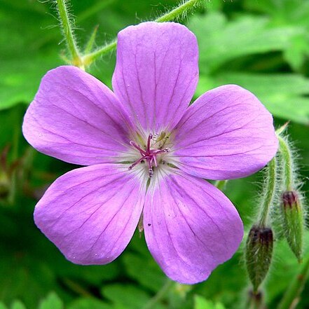 Geranium swatense unspecified picture