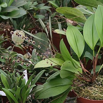 Stelis convallaria unspecified picture