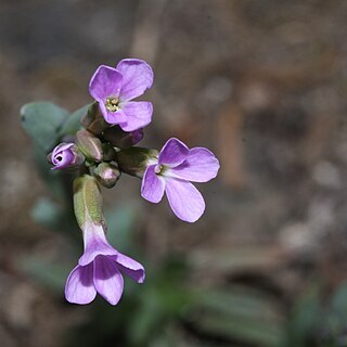 Boechera lyallii unspecified picture