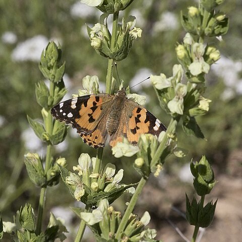 Stachys viscosa unspecified picture