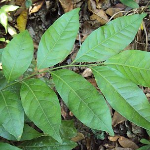 Clausena austroindica unspecified picture