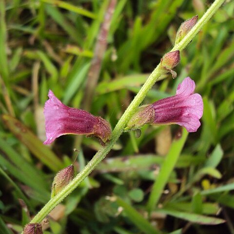 Centranthera unspecified picture