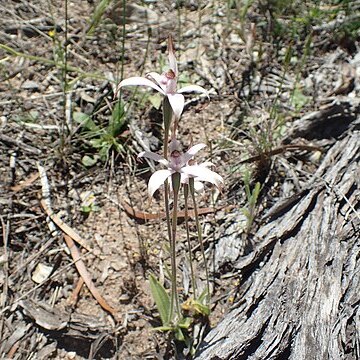 Caladenia hirta subsp. rosea unspecified picture