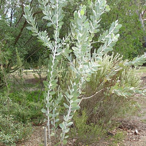 Eucalyptus pleurocarpa unspecified picture