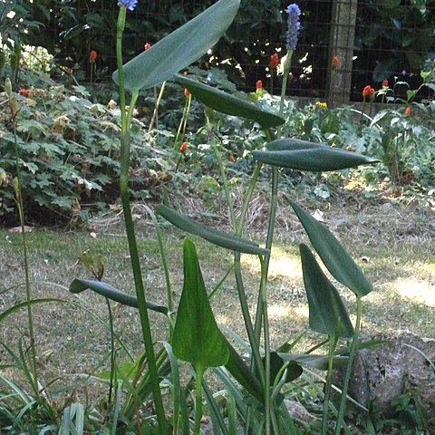 Pontederia sagittata unspecified picture