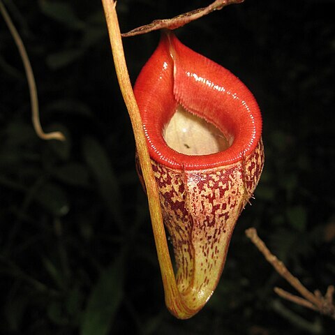 Nepenthes talangensis unspecified picture