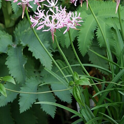 Nerine undulata unspecified picture