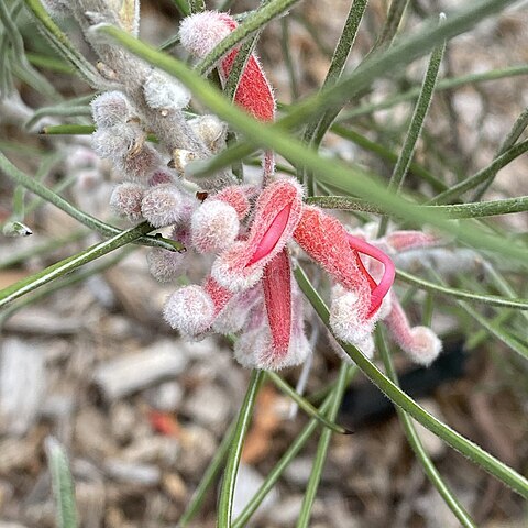 Grevillea pityophylla unspecified picture