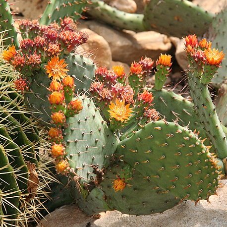 Opuntia stenopetala unspecified picture