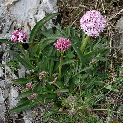 Valeriana unspecified picture