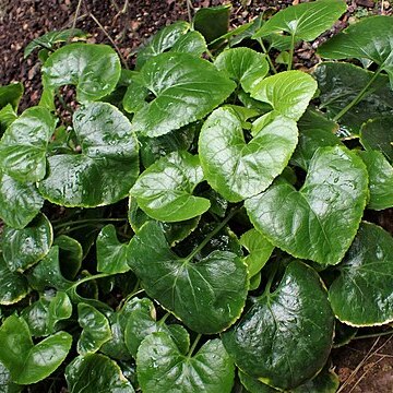 Viola jaubertiana unspecified picture