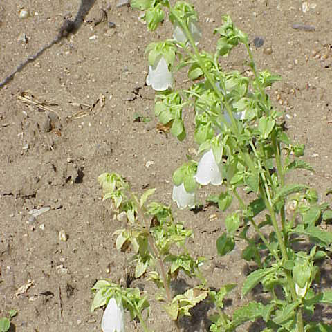 Campanula pendula unspecified picture