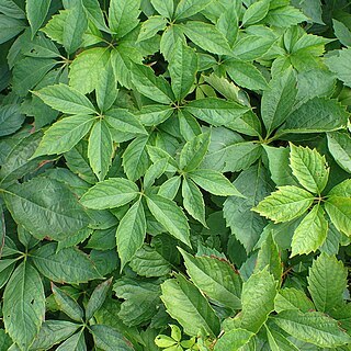 Parthenocissus laetevirens unspecified picture