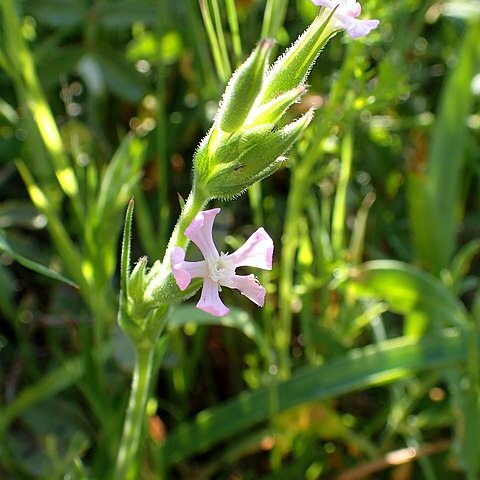 Silene macrodonta unspecified picture