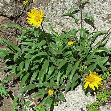 Helianthella castanea unspecified picture