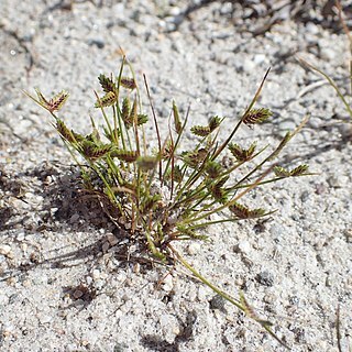 Isolepis levynsiana unspecified picture