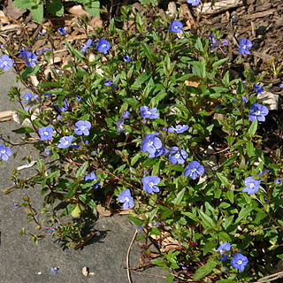 Veronica peduncularis unspecified picture