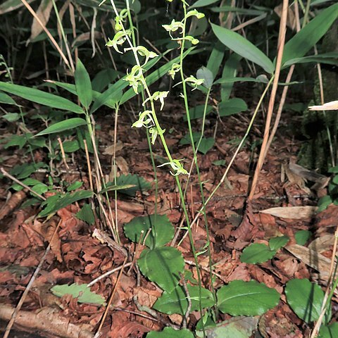 Platanthera florentia unspecified picture