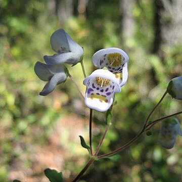 Jovellana punctata unspecified picture