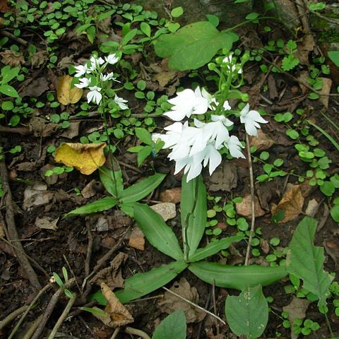 Habenaria plantaginea unspecified picture